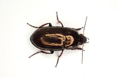 <i>Amara aenea</i>