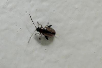 <i>Longitarsus</i>