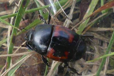 <i>Hister</i>