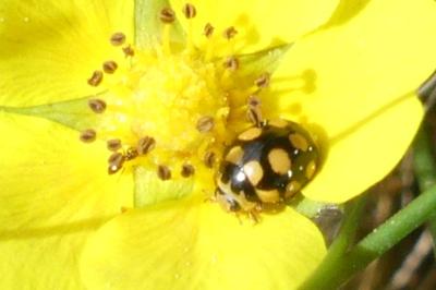 <i>Coccinula quatuordecimpustulata</i>