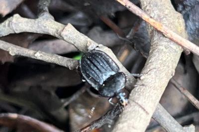<i>Phosphuga atrata</i>