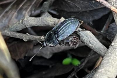 <i>Phosphuga atrata</i>