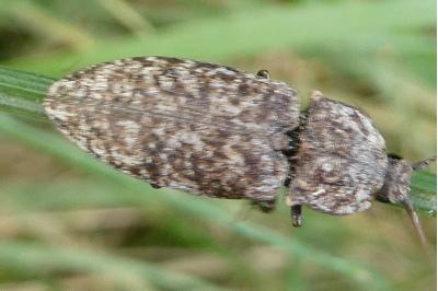 <i>Agrypnus murinus</i>