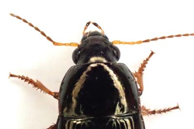 <i>Amara lucida</i>
