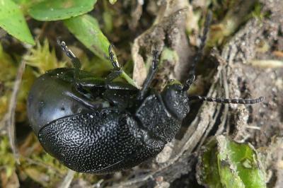 <i>Galeruca tanaceti</i>