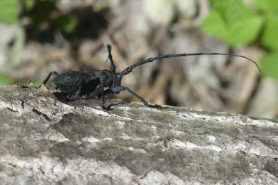 <i>Morimus asper</i>
