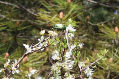 <i>Cetonia aurata</i>