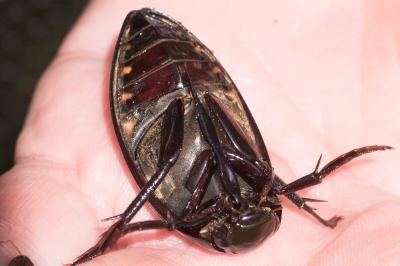 <i>Hydrophilus piceus</i>