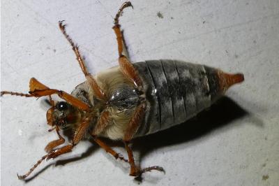 <i>Melolontha melolontha</i>
