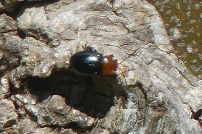 <i>Podagrica fuscipes</i>