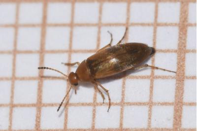 <i>Anaspis maculata</i>