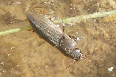 <i>Agriotes lineatus</i>