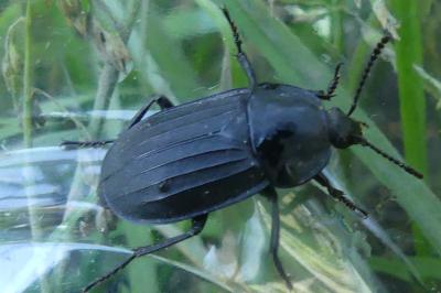 <i>Silpha tristis</i>