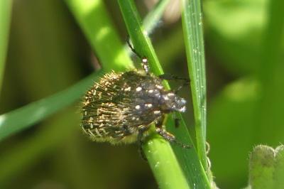 <i>Tropinota</i>