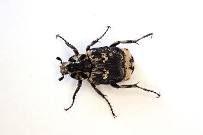 <i>Valgus hemipterus</i>