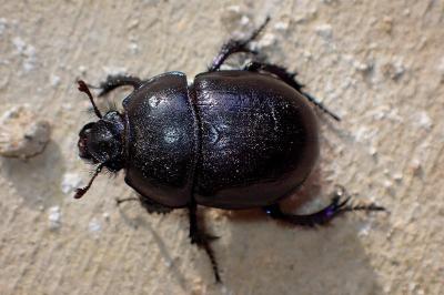 <i>Anoplotrupes stercorosus</i>