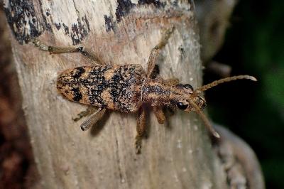 <i>Rhagium sycophanta</i>