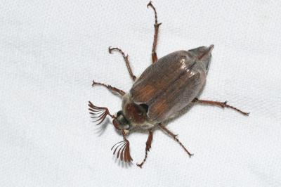 <i>Melolontha hippocastani</i>