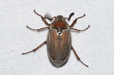 <i>Melolontha hippocastani</i>