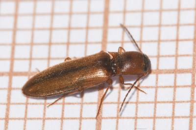 <i>Dalopius marginatus</i>