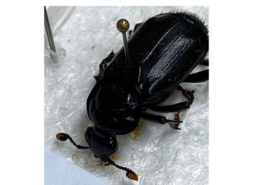 <i>Nicrophorus humator</i>