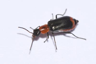 <i>Attalus minimus</i>