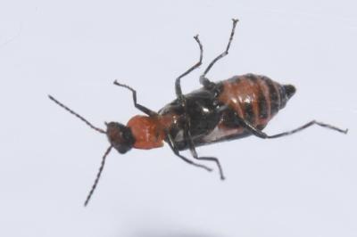 <i>Attalus minimus</i>