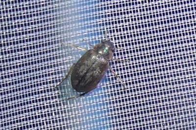 <i>Berosus</i>