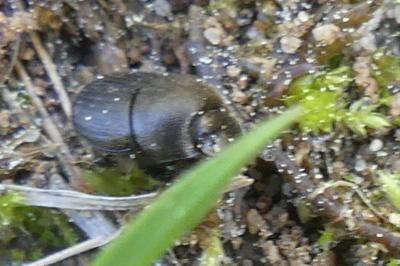 <i>Onthophagus</i>