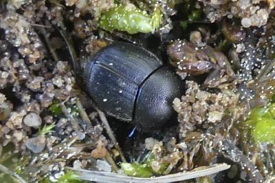 <i>Onthophagus</i>