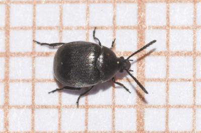 <i>Spermophagus</i>