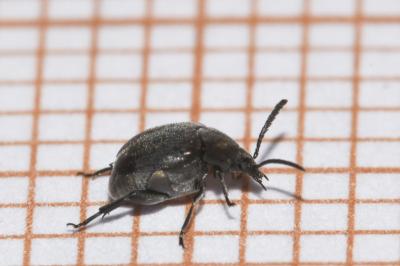<i>Spermophagus</i>