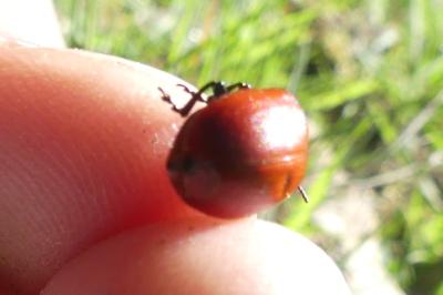 <i>Chrysomela populi</i>