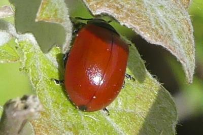 <i>Chrysomela populi</i>