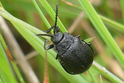 <i>Galeruca tanaceti</i>