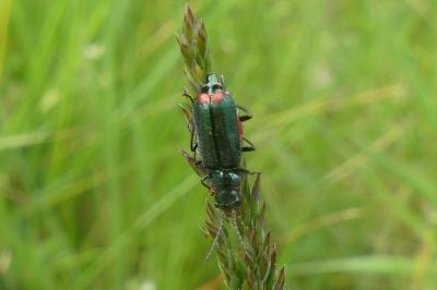 <i>Malachius</i>