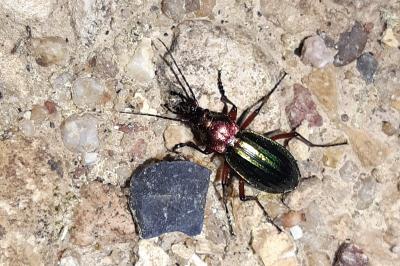 <i>Carabus auronitens</i>