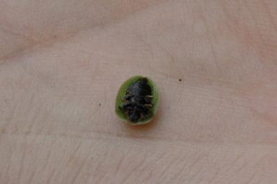 <i>Cassida rubiginosa</i>