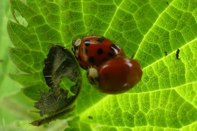 <i>Harmonia axyridis</i>