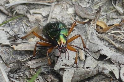 <i>Carabus auratus</i>