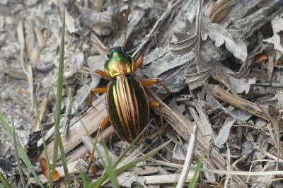 <i>Carabus auratus</i>
