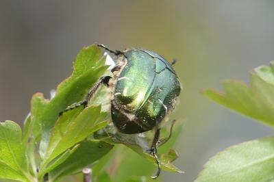 <i>Cetonia aurata</i>