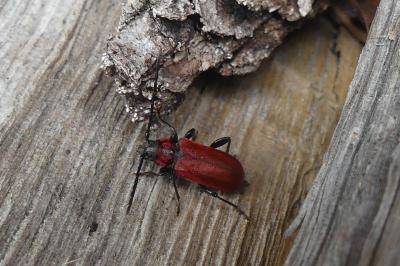 <i>Pyrrhidium sanguineum</i>