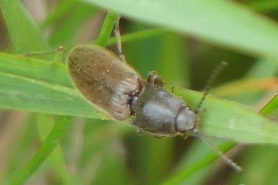 <i>Athous haemorrhoidalis</i>