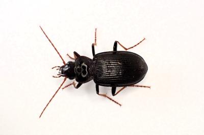 <i>Nebria salina</i>