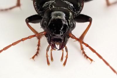 <i>Nebria salina</i>