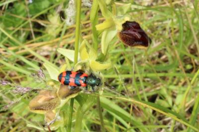 <i>Trichodes alvearius</i>