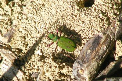 <i>Cicindela campestris</i>