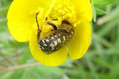 <i>Oxythyrea funesta</i>
