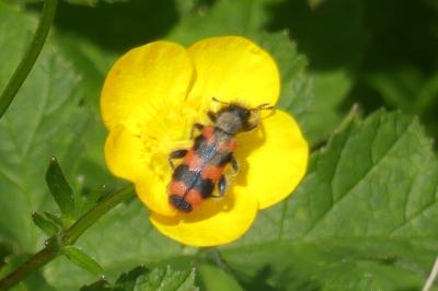 <i>Trichodes alvearius</i>